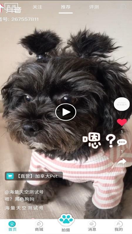分分宠 1